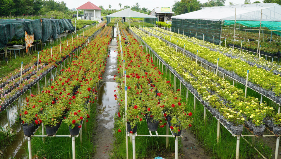 Flowers grown on raised platforms are less affected by weeds. (Photo: VNA)