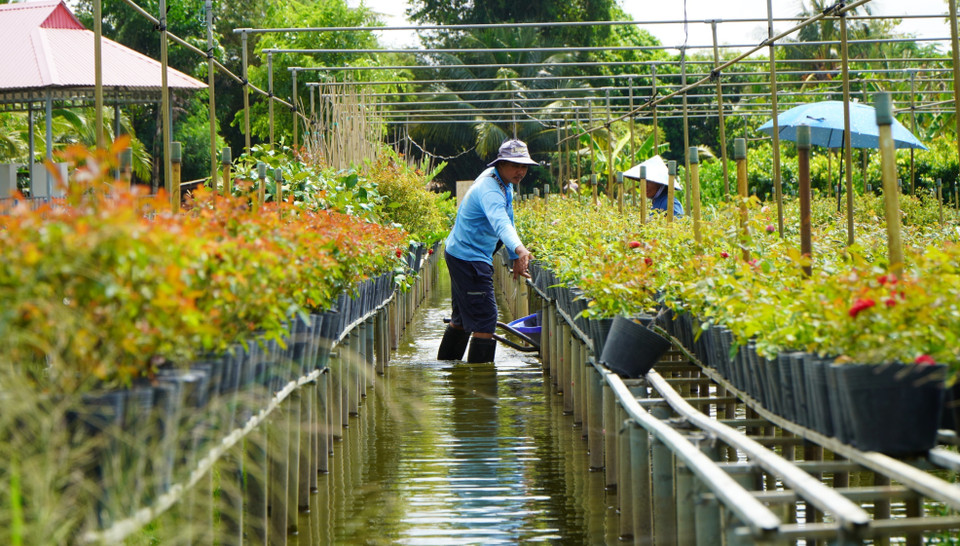 Growing flowers and ornamental plants on raised platforms is a traditional farming method of the family of Nguyen Van Sang in Sa Dec ward. (Photo: VNA)