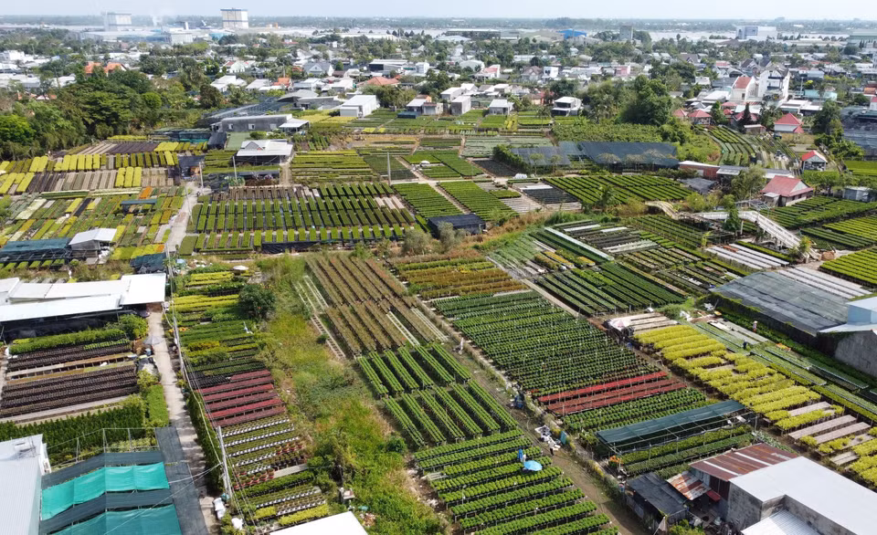 Growing flowers on raised platforms is a traditional cultivation technique practised by farmers in Sa Dec Flower Village. (Photo: VNA)