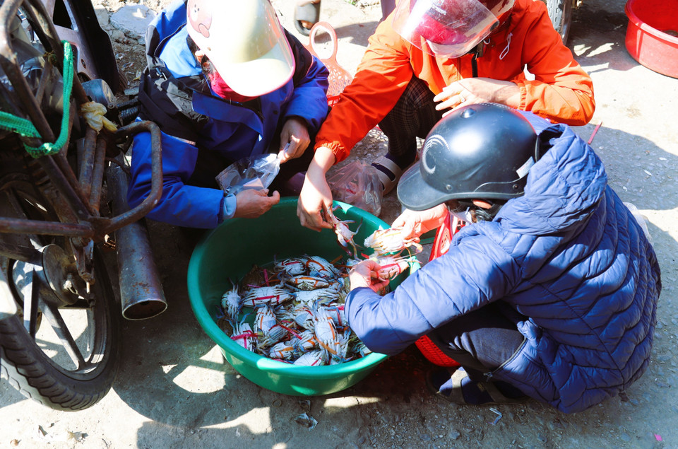 Crabs caught from bamboo rafts are widely sold by traders at local markets in coastal communes. (Photo: VNA)