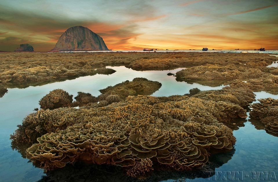 Coral reefs act as natural barriers protecting the coastline and as habitats for thousands of marine species. In photo: Coral reefs at Hon Yen, Tuy An district, Phu Yen province. (Photo: Chau Dao Cuong – VNA supplied)