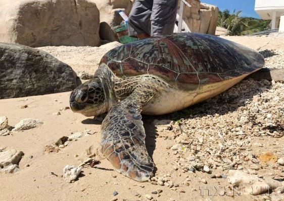 A rescued sea turtle is released into the waters of Nui Chua National Park, Ninh Thuan province. (Photo: VNA supplied)
