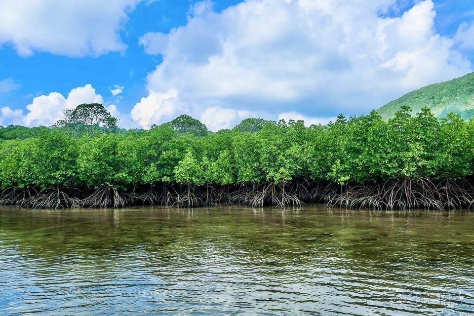 Mangrove ecosystem in Con Dao National Park (Photo: VNA supplied)