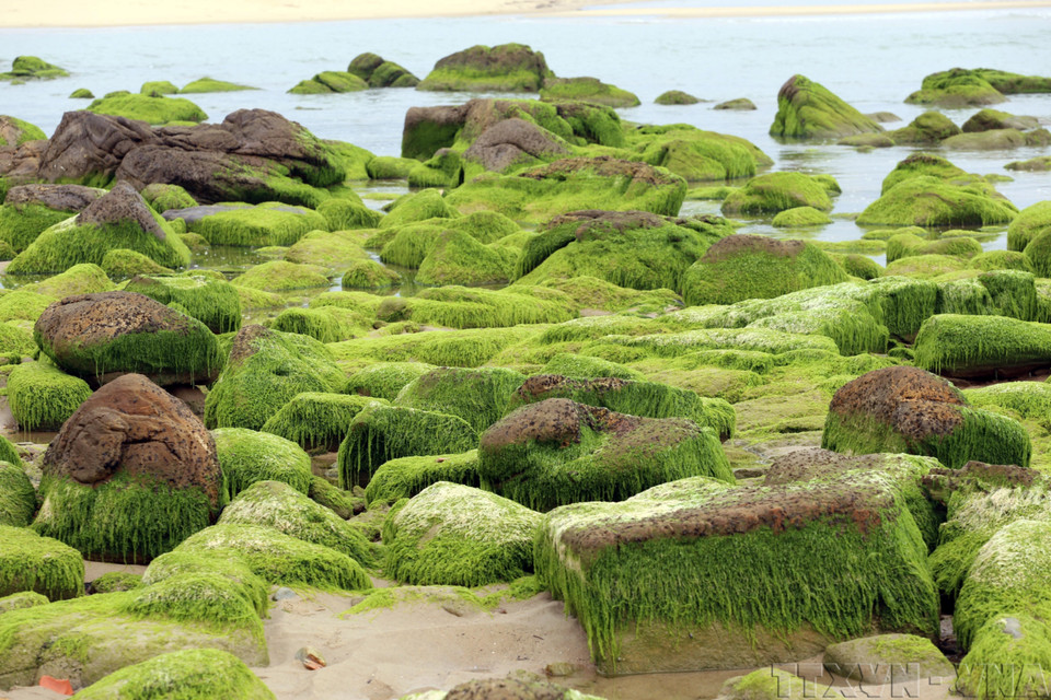 Lush green moss covering rocks creates a unique natural landscape. (Photo: VNA)