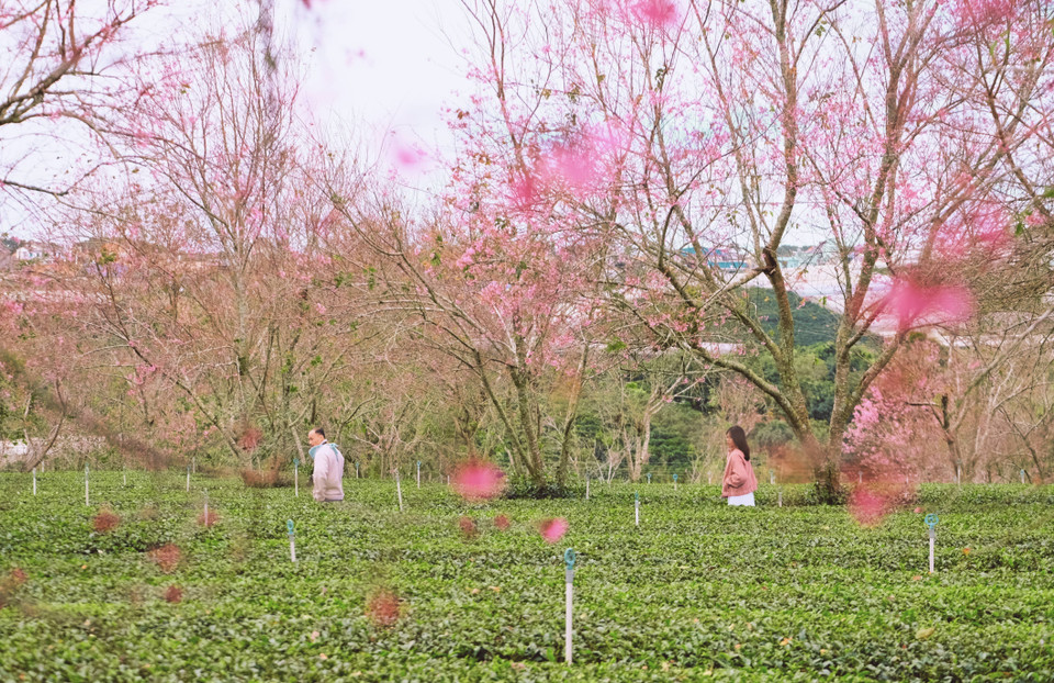 The outskirts of Da Lat charm visitors as cherry blossoms begin to bloom. (Photo: VNA)