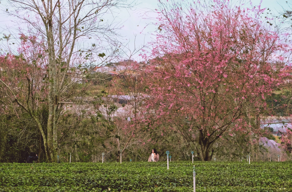Thousands of cherry trees at Cau Dat tea hill are in full bloom, attracting visitors to admire their beauty. (Photo: VNA)
