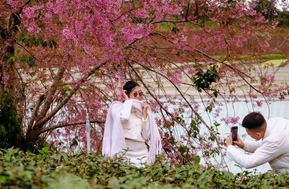 Visitors take photos beside a fully blooming cherry blossom tree at Cau Dat tea hill. (Photo: VNA)