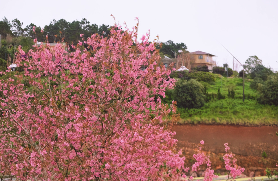 Da Lat’s outskirts become even more alluring with the pink cherry blossoms. (Photo: VNA)