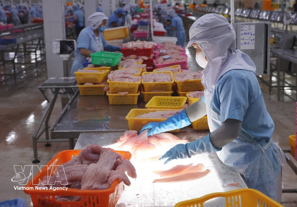 Workers sort pangasius products before freezing. (Photo: VNA)