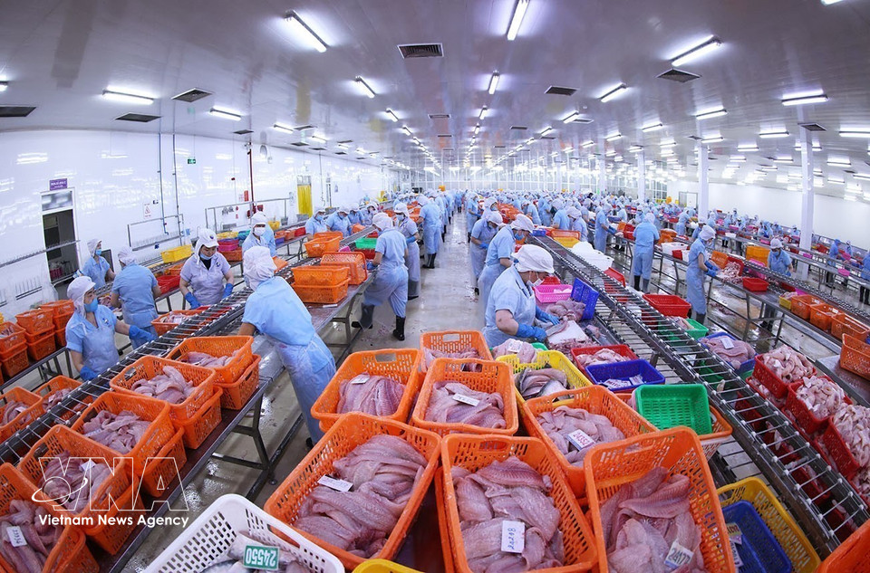 A pangasius processing line meeting export standards at the Dai Tay Duong factory of Navico – the world’s second-largest enterprise with a fully integrated pangasius production and export chain. (Photo: VNA)