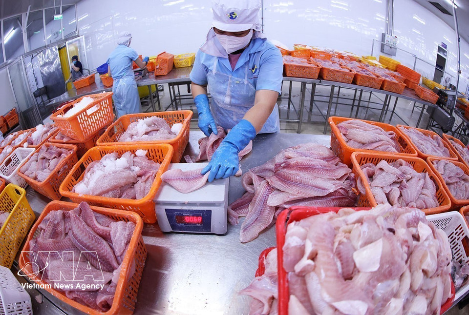 Workers sort pangasius products before freezing. (Photo: VNA)