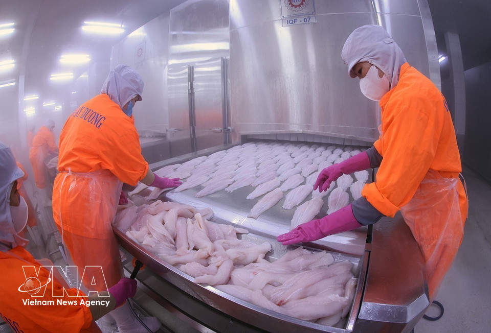 Pangasius products are prepared for freezing at the Dai Tay Duong factory of Navico – the world’s second-largest enterprise with a fully integrated pangasius production and export chain. (Photo: VNA)