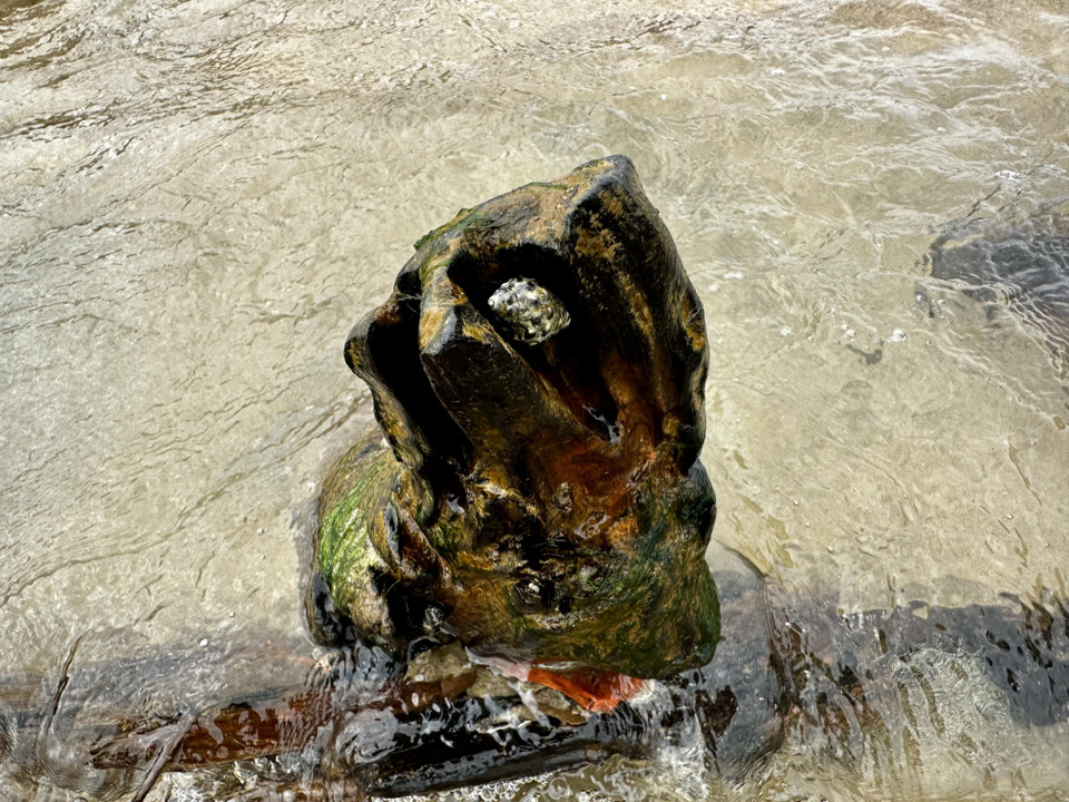 Shellfish cling to the ship’s wooden surface. (Photo: VNA)
