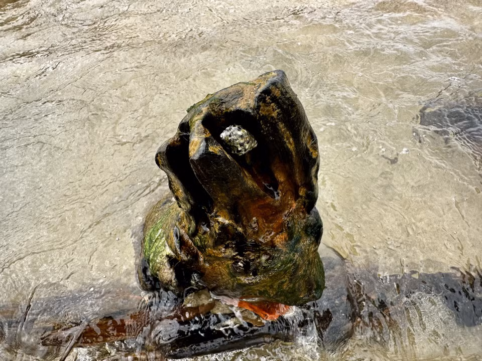 Shellfish cling to the ship’s wooden surface. (Photo: VNA)