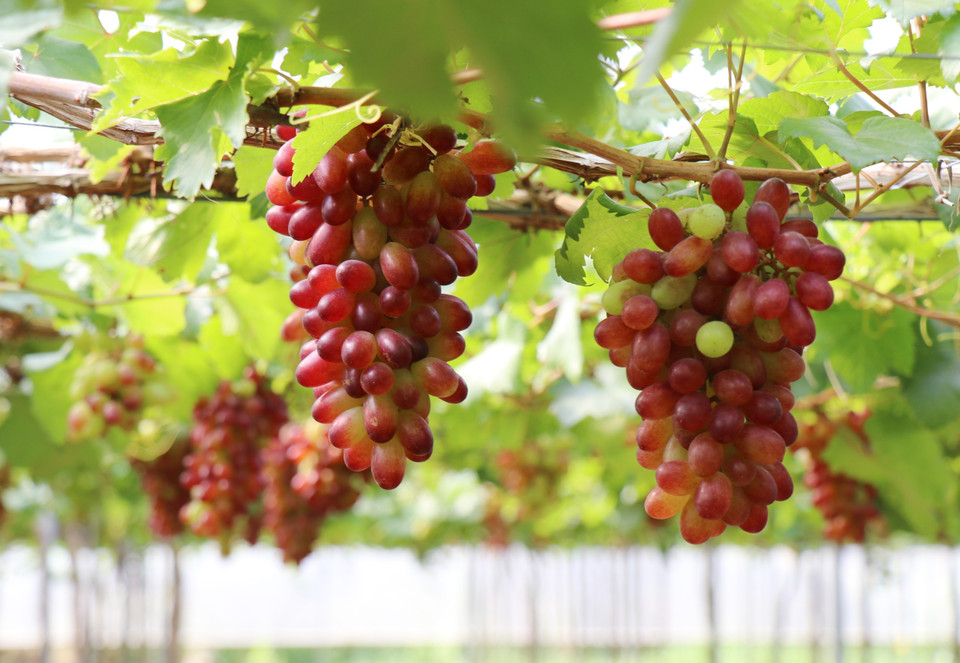 NH01-152 grapes grown under a high-tech agricultural model in Khanh Hoa province. (Photo: VNA)