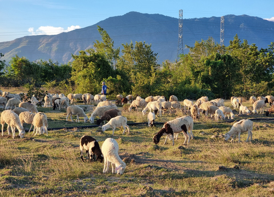 Khanh Hoa has the country’s largest sheep herd, estimated at around 100,000 head. (Photo: VNA)