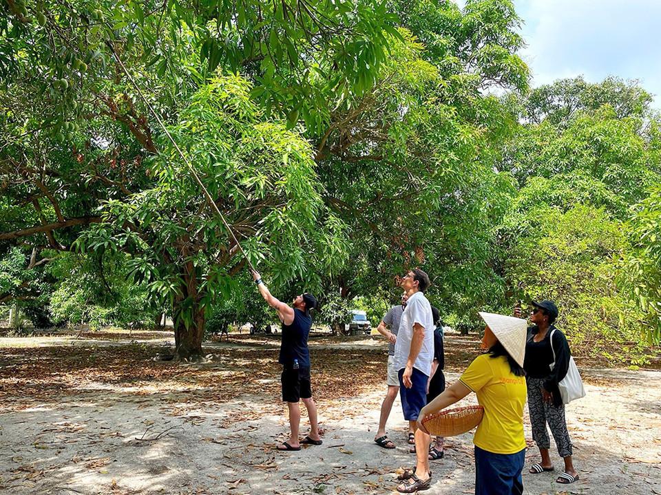 Foreign visitors enjoy mango-picking experiences at an orchard in Cam Lam commune, Khanh Hoa province. (Photo: VNA)