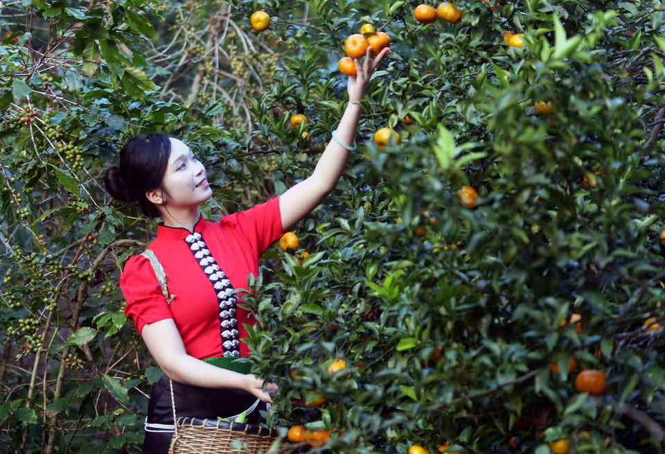 Visitors tour and experience mandarin orchards in Muong Yen hamlet, Chieng Coi ward. (Photo: VNA)