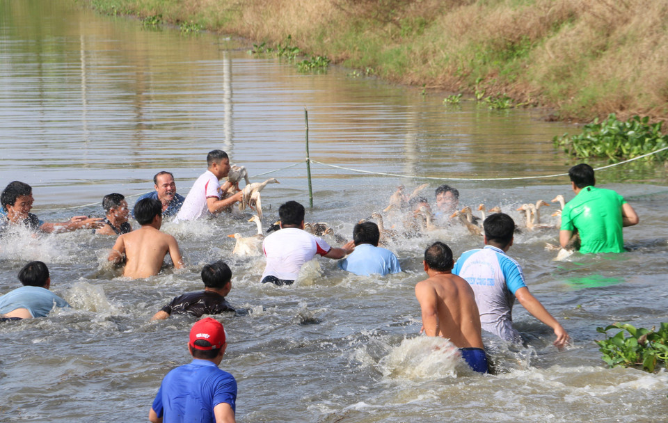 Crowds of locals and visitors eagerly take part in the traditional duck-catching game. (Photo: VNA)