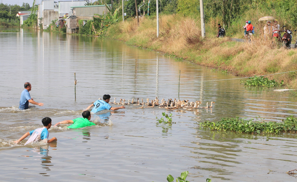 Crowds of locals and visitors join the traditional game of duck catching in the water. (Photo: VNA)