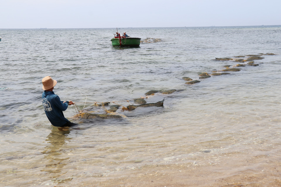 Sargassum being carried ashore by Vinh Hai residents. (Photo: VNA)