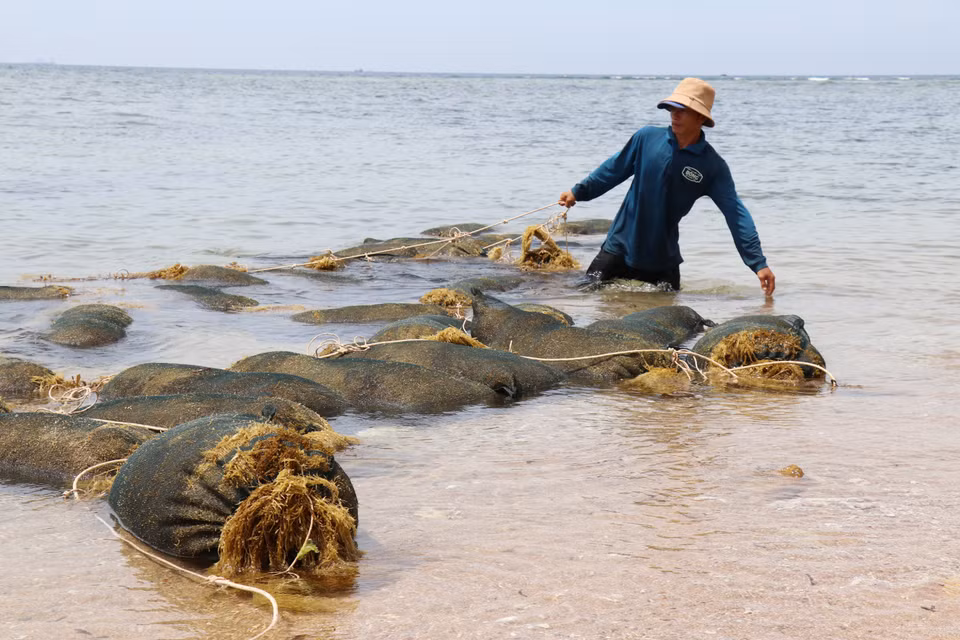 Residents of Vinh Hai commune, Khanh Hoa province, transport sargassum to shore. (Photo: VNA)
