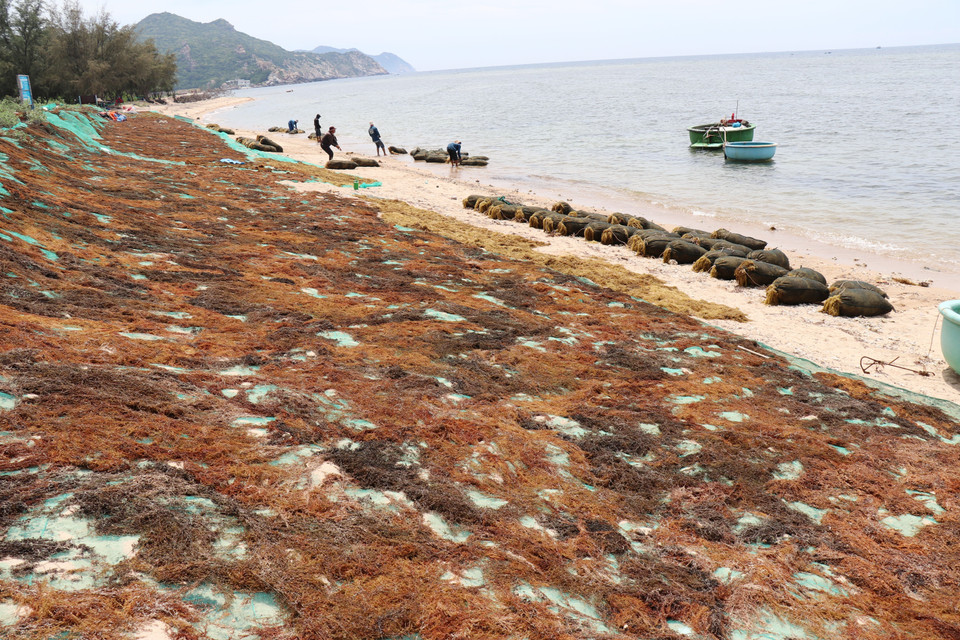 Locals in Vinh Hai dry sargassum on the beach for traders. (Photo: VNA)