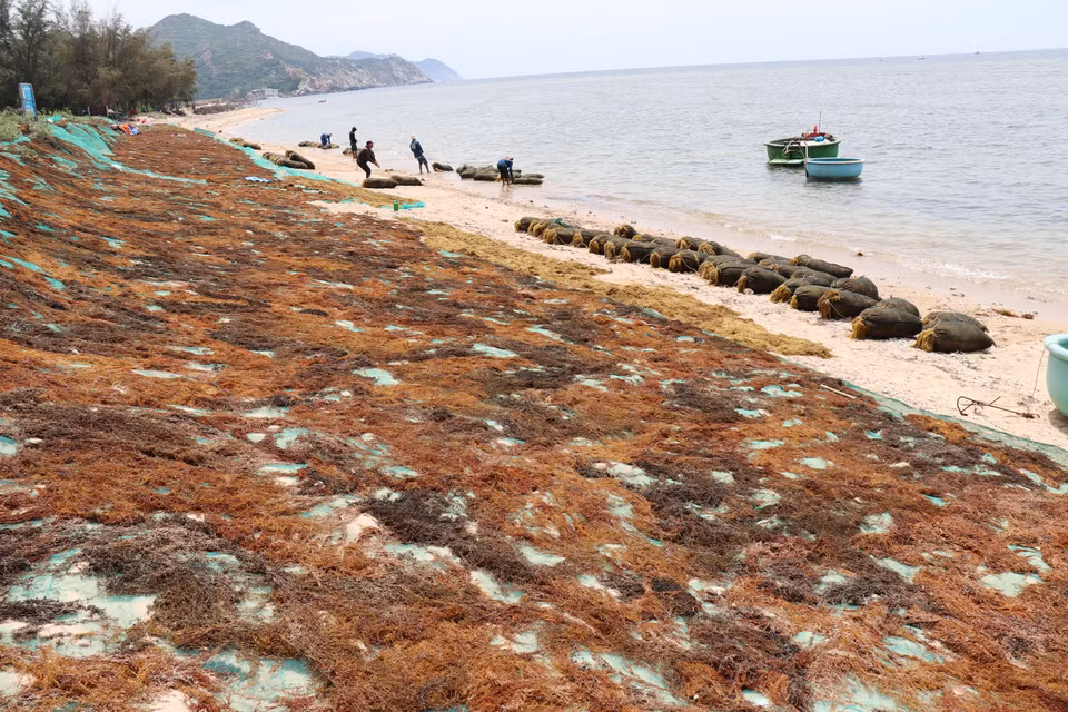 Locals in Vinh Hai dry sargassum on the beach for traders. (Photo: VNA)