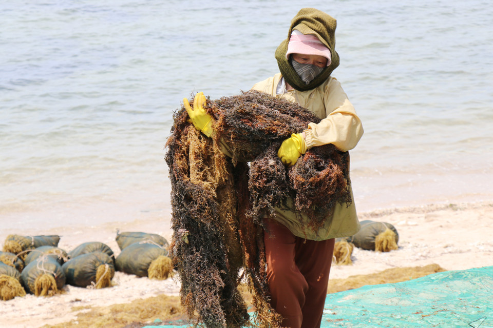It takes around 5kg of fresh sargassum to produce 1kg of dried product. (Photo: VNA)