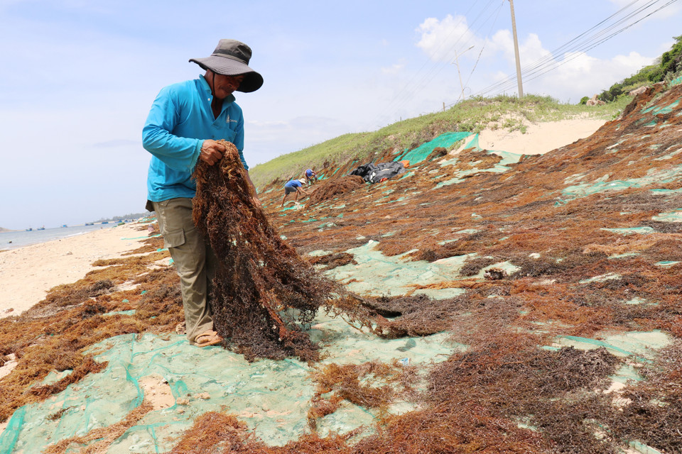 Fishermen dry freshly harvested sargassum directly on the beach for sale. (Photo: VNA)