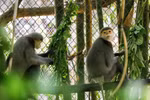 Discovering the “kingdom” of rare primates in Cuc Phuong National Park