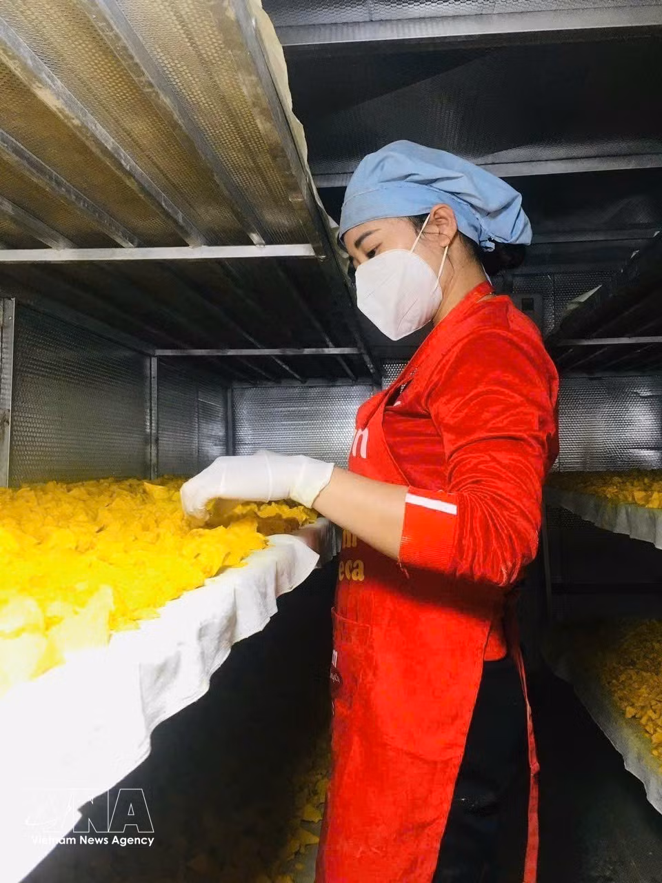 An agricultural cooperative specialising in producing turmeric starch in Nghe An province has worked to exploit and preserve the native medicinal plant ecosystem, creating products with high economic value. (Photo: VNA)