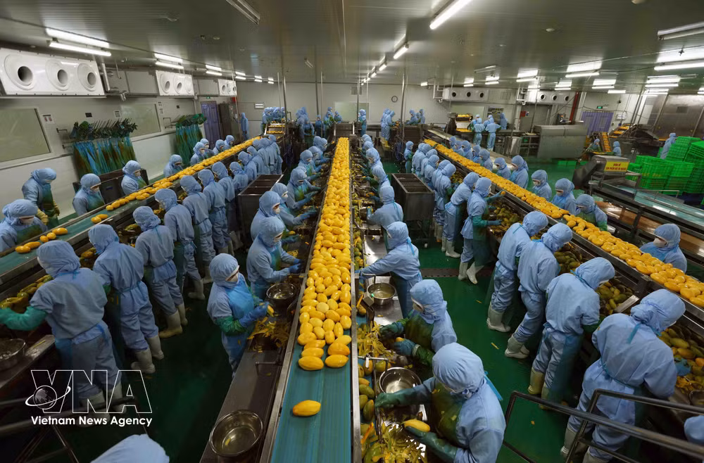 Processing agricultural products for export to the Japanese, US and European markets at B'LaoFood in Lam Dong province. (Photo: VNA) vnanet-potal-viet-nam-e28093-hoa-ky-30-nam-vuot-qua-khac-biet-cung-co-quan-he-doi-tac-chien-luoc-toan-dien-8134910.jpg