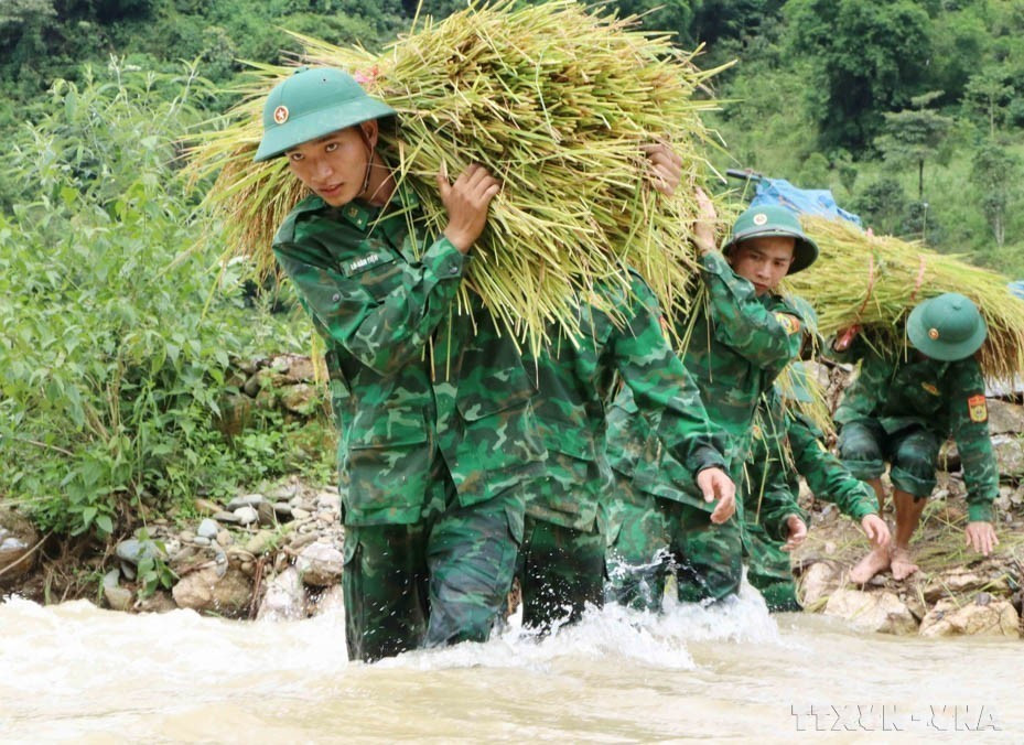 Soldiers of the Lai Chau Border Guard Command assist local residents in harvesting rice ahead of the rain. (Photo: VNA)