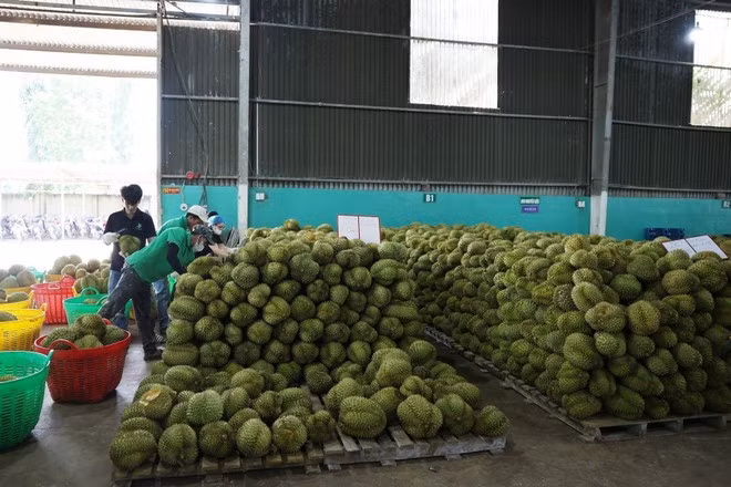 durian3.jpg