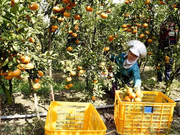 A farmer in the Mekong Delta province of Dong Thap picks tangerines. (Photo: VNA).