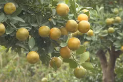 Ninh Binh’s kumquat hub gears up for Tet season