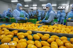 Stronger measures are needed to ensure food safety and quarantine standards for imported agricultural products. (Photo: Vu Sinh/VNA)