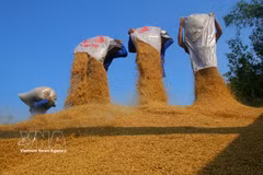 Life cycle of rice grain in Mekong Delta