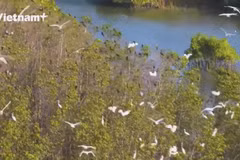 Bird nesting season vibrant at Thi Nai lagoon
