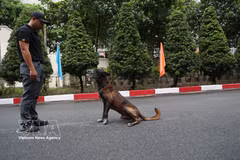 Service dogs strengthen security at major events