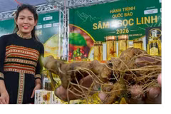 Night festival showcases Ngoc Linh ginseng culture in Da Nang