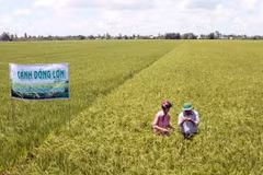 “Organised fields” unlocking greater value for agricultural products - c Yen