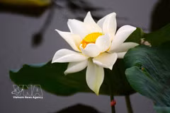 Savouring Hue through lotus tea