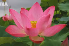 Lotus cherished in Vietnamese life