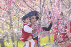 Muong Phang Cherry Blossom Festival opens in Dien Bien