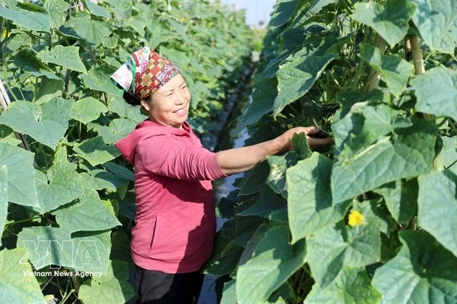 Vietnam aims to link half of farm cooperatives with enterprises by 2030