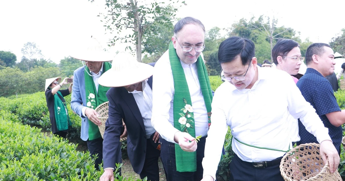 Foreign diplomats experience Thai Nguyen’s tea culture