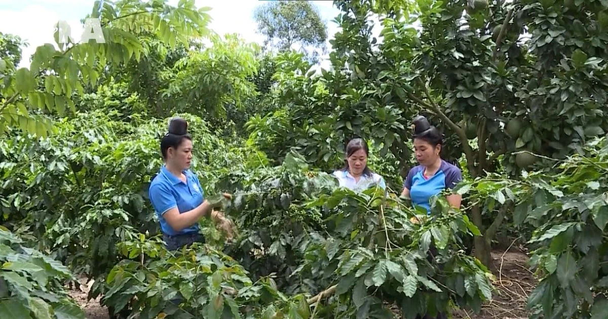 Ethnic minority women rise through livelihoods