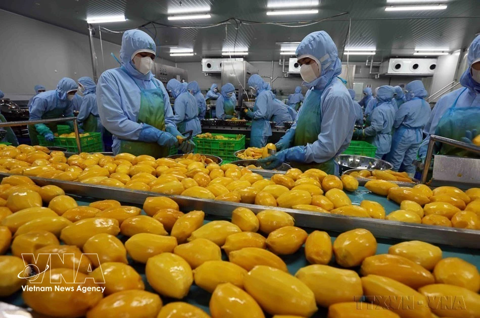 Online agricultural wholesale market launched to connect Vietnamese produce with Singapore